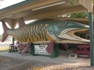 20120823 11 Nevis--World's Largest Tiger Muskie